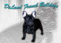 DeLand French Bulldogs